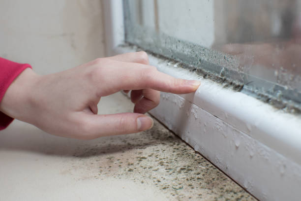 Presquille, LA Mold Removal Company